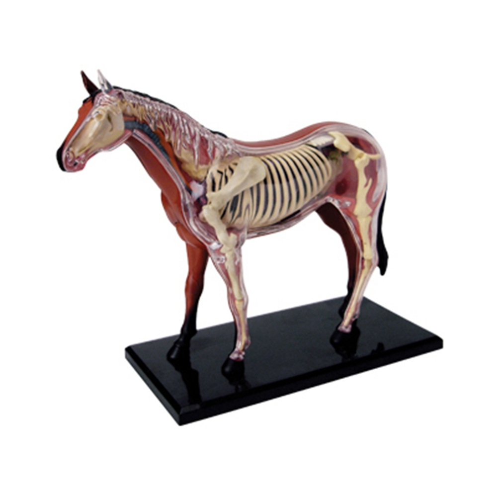 Animal Organ Anatomy Model 4D  - огляд і ціна Science Toys