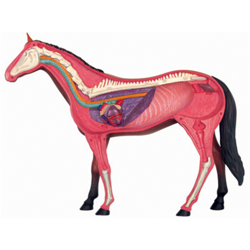 Animal Organ Anatomy Model 4D  - огляд і ціна Science Toys