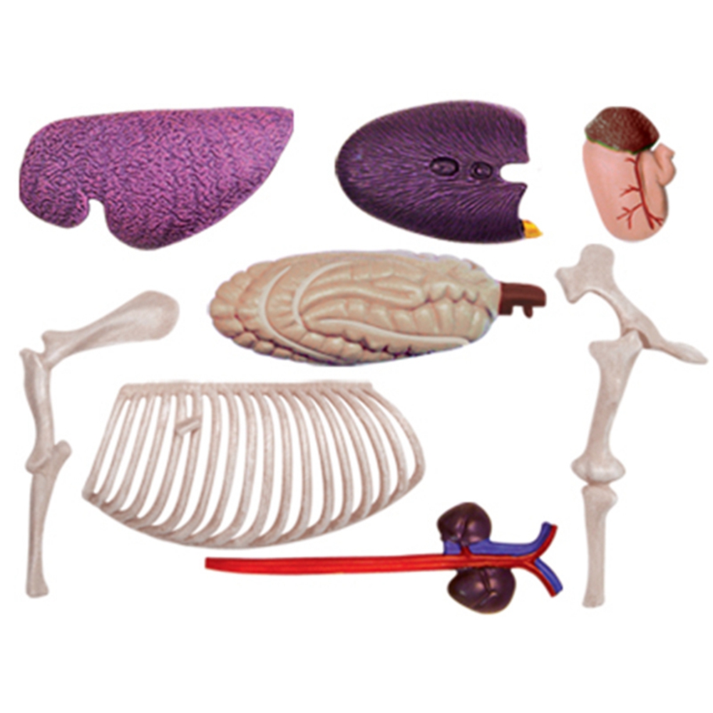 Animal Organ Anatomy Model 4D  - огляд і ціна Science Toys
